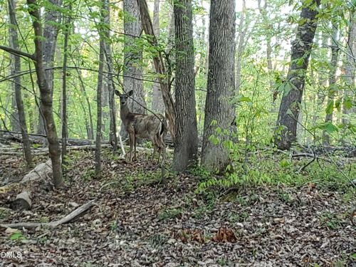 Lot 2 Deer Run Trl, Hillsborough, NC, 27278 | Card Image