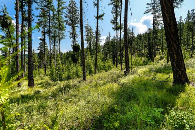 664 Saddlehorn Trl, Home with 0 bedrooms, 0 bathrooms and null parking in Bigfork MT | Image 28