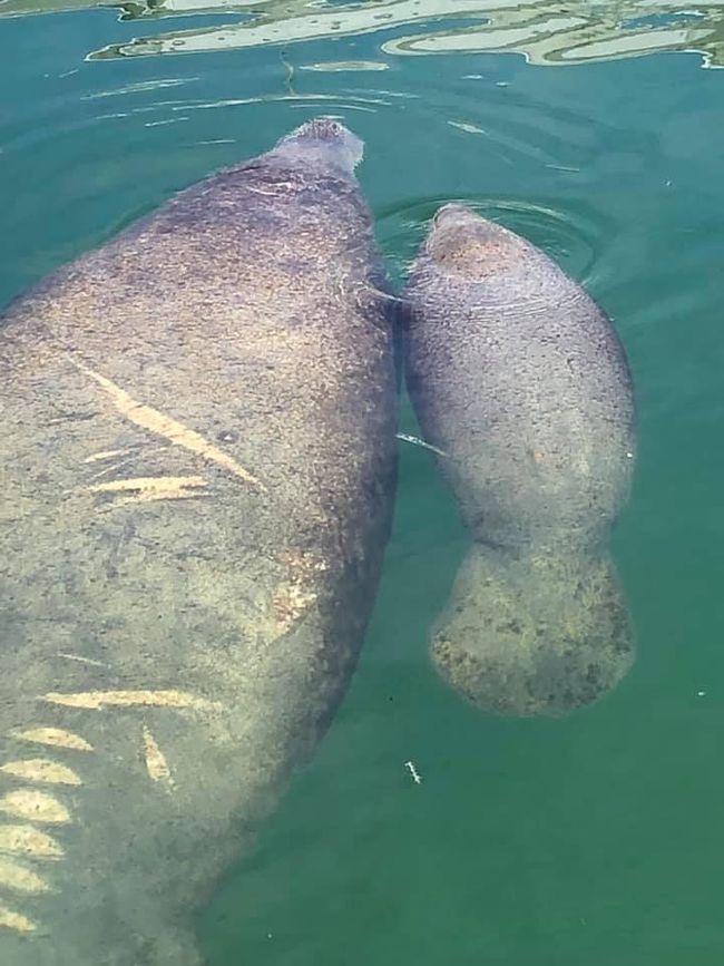 Mother and Baby manatee | Image 14