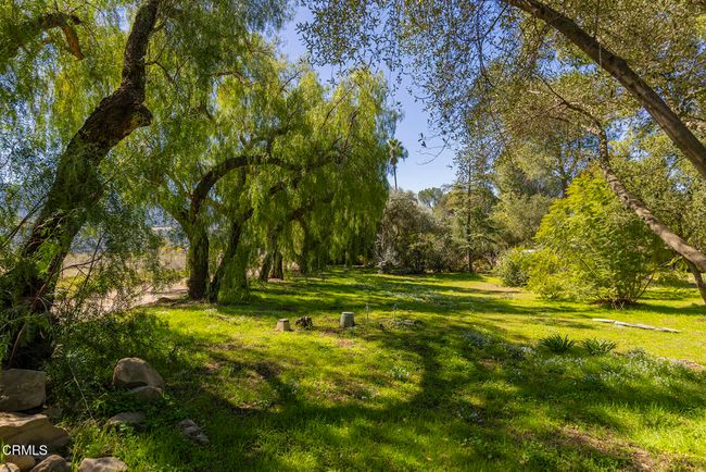 Lush | Image 6