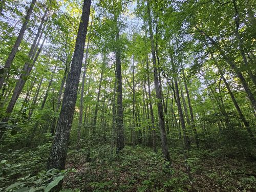 3 Woodfern Ln, Coalmont, TN, 37313 | Card Image