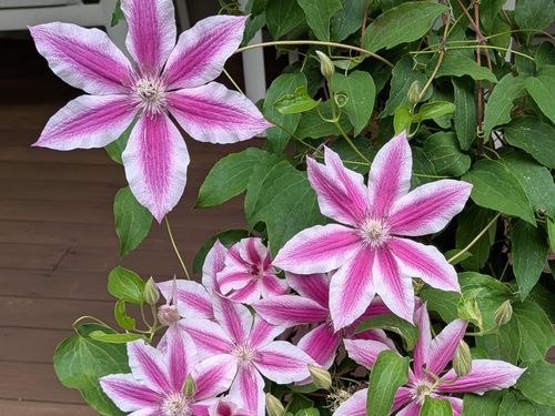 541 Bedford Road, New Boston, NH, 03070 | Card Image