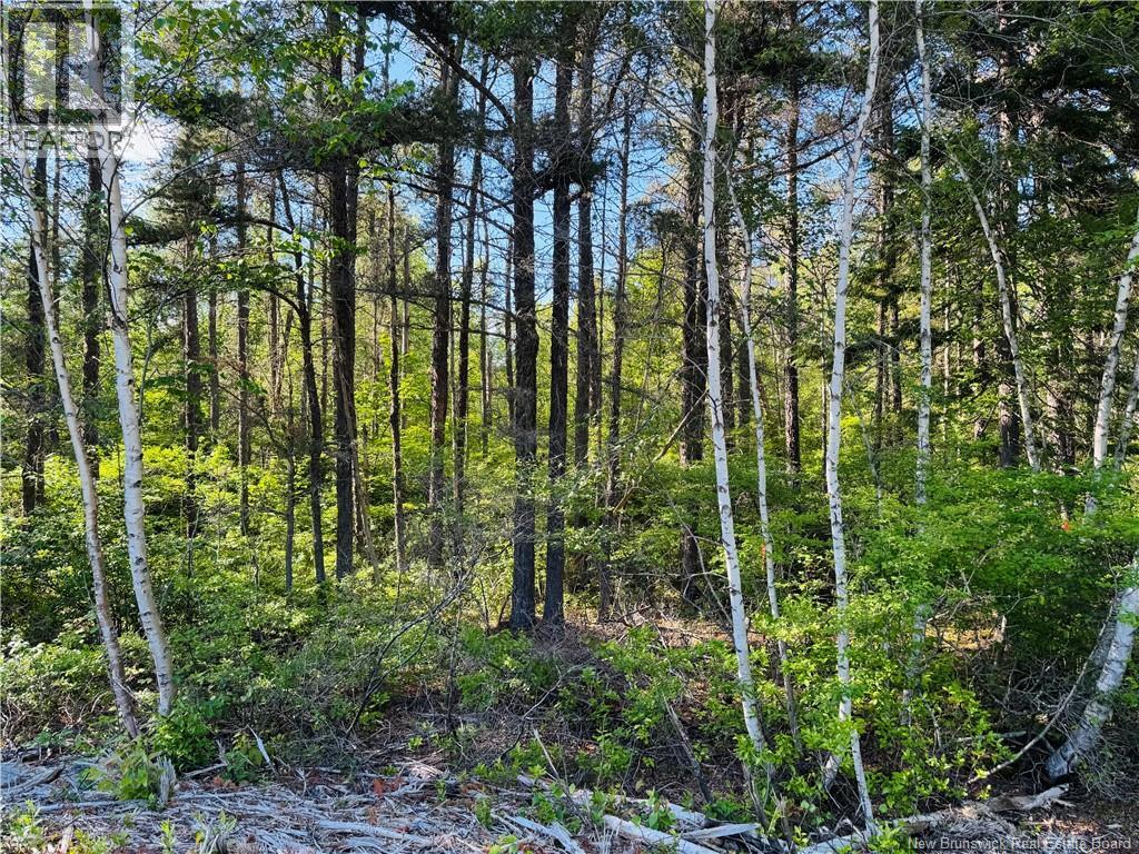 Land in Miramichi 5