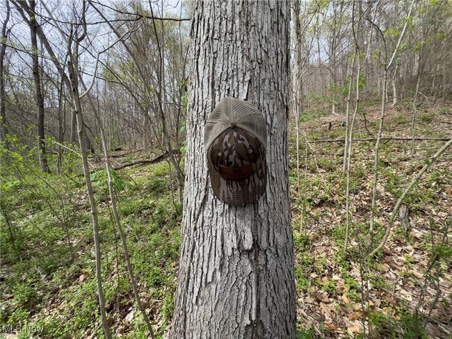 Exterior details featuring a view of trees | Image 44