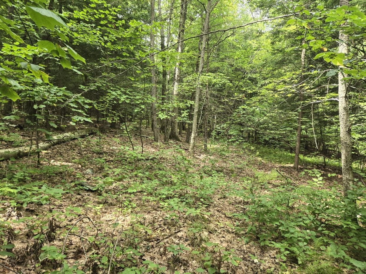 Land in Rockingham 4