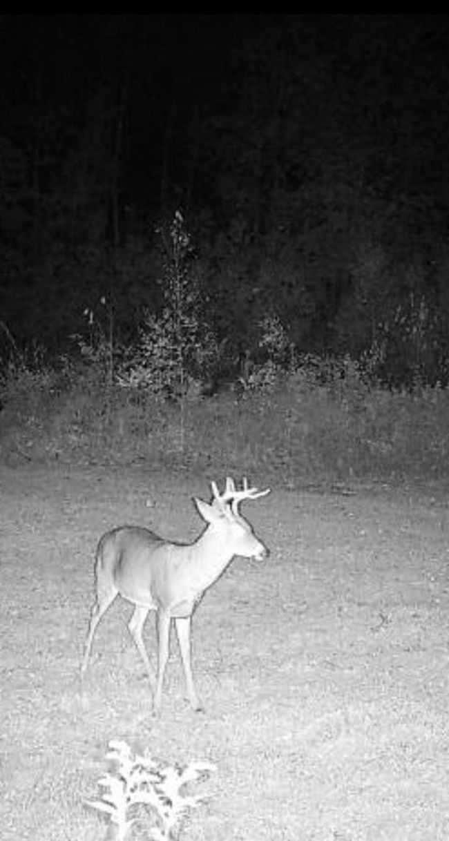 16466 220th Street McGrath deer.jpg | Image 31