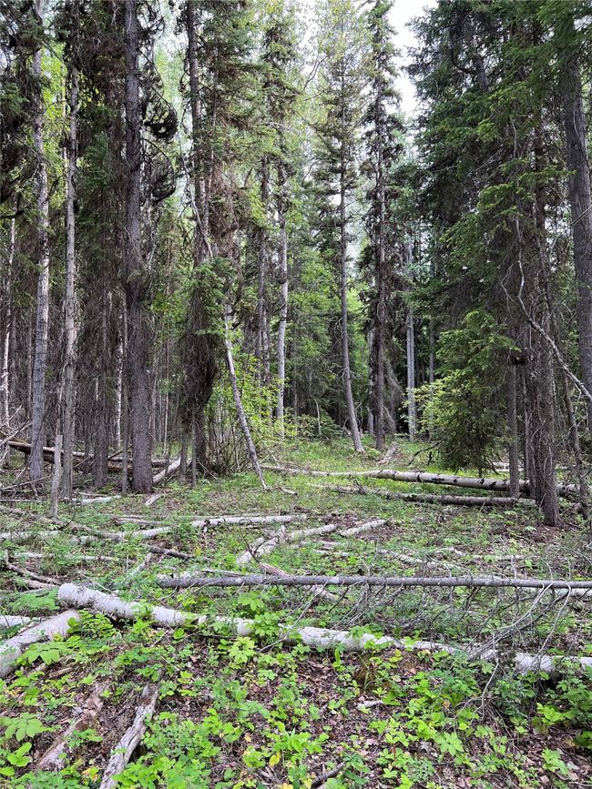 another opening in the trees | Image 131