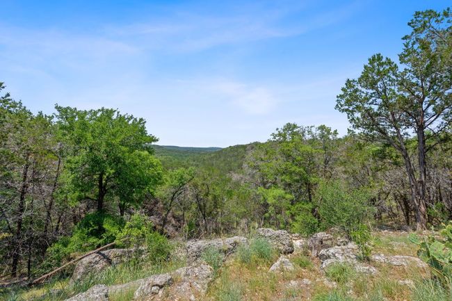 forest | Image 7