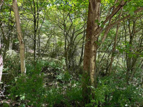 Lot 10 Dry Fork Rd, Davis, WV, 26260 | Card Image