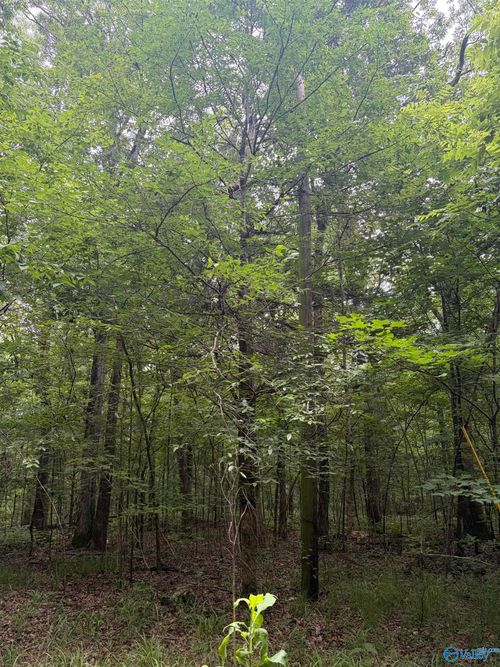- Walter Hill Rd, New Hope, AL, 35760 | Card Image