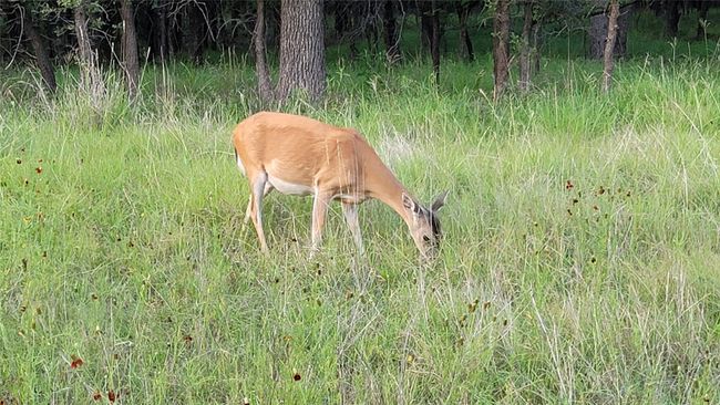 LAKE RAY ROBERTS | Image 29