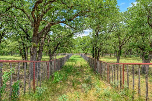 Trees and lane | Image 20