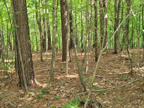 077 Carroll Hollow Rd, Waynesboro, TN, 38485 | Card Image