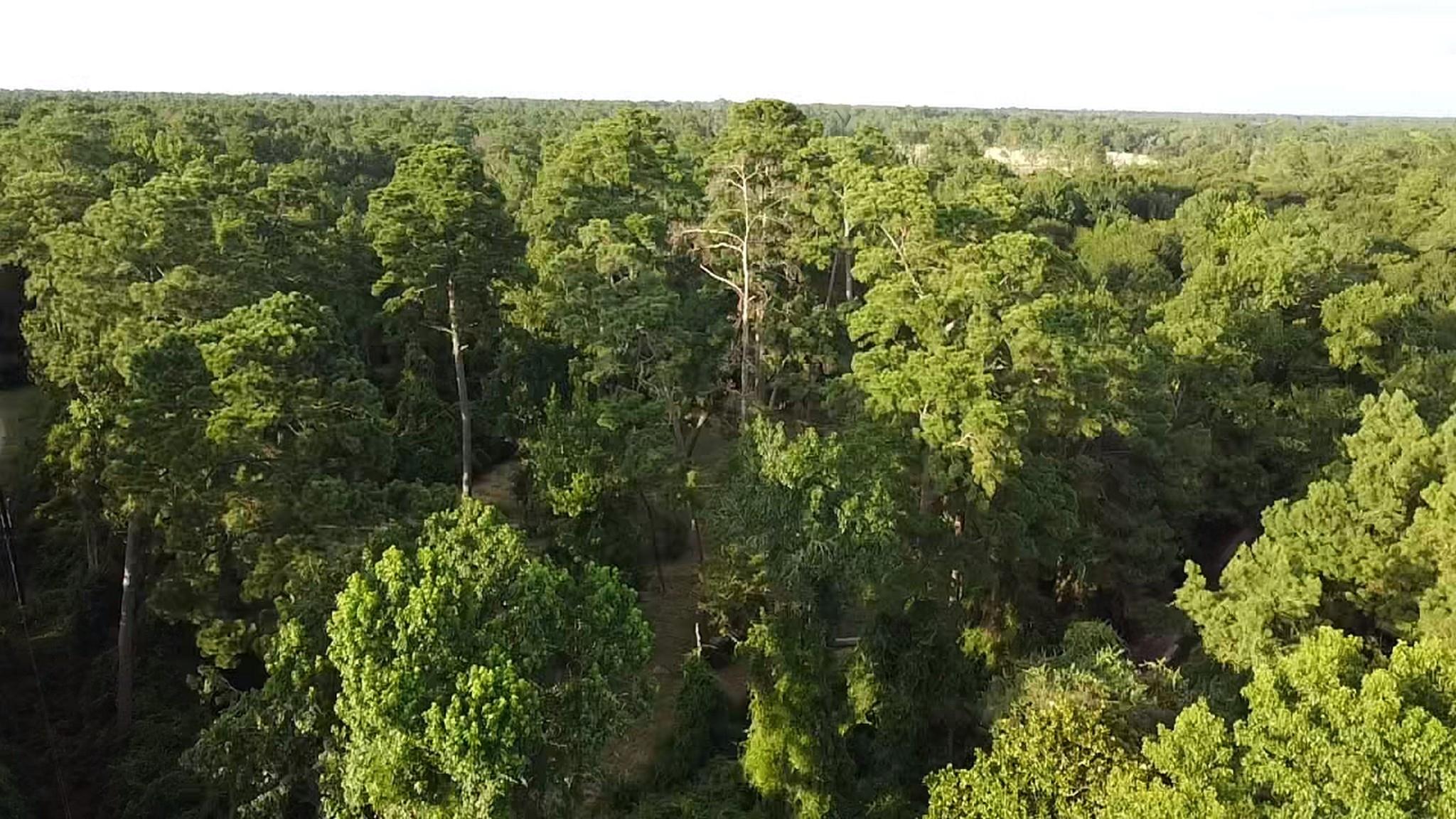 Land in Hockley 3