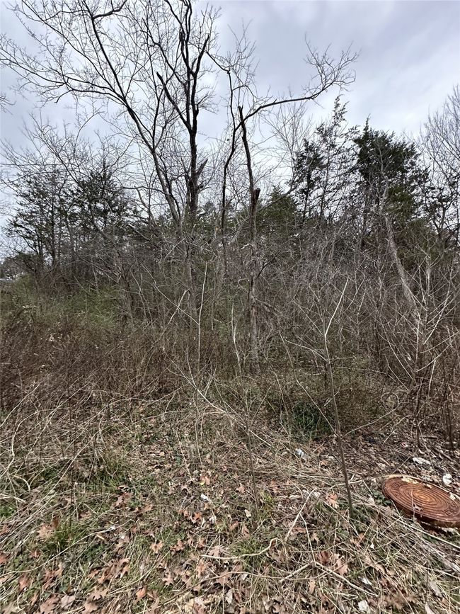 View of local wilderness | Image 12