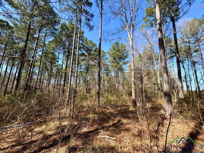 60 ac TBD Cr 1453, Home with 0 bedrooms, 0 bathrooms and null parking in Linden TX | Image 9