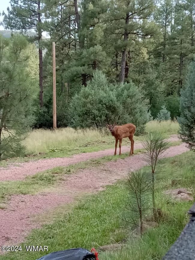deer 2 | Image 34