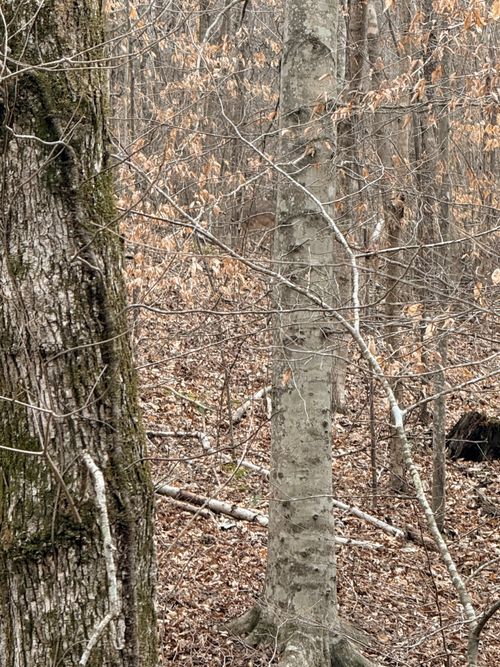 0 Scott Branch Rd, Hampshire, TN, 38461 | Card Image