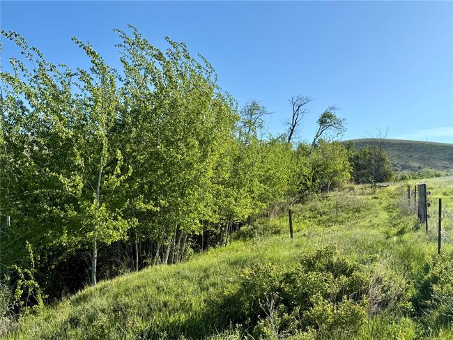 Grove Of Trees & South Fence Line | Image 4