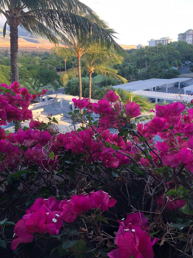 603 - 50 Nohea Kai Dr, Condo with 1 bedrooms, 2 bathrooms and null parking in Lahaina HI | Image 34