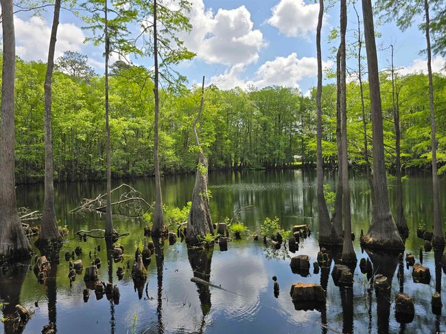 Water view with a heavily wooded area | Image 15