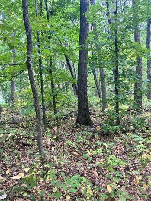 xxx Pebble Pass, Cushing, MN, 56443 | Card Image