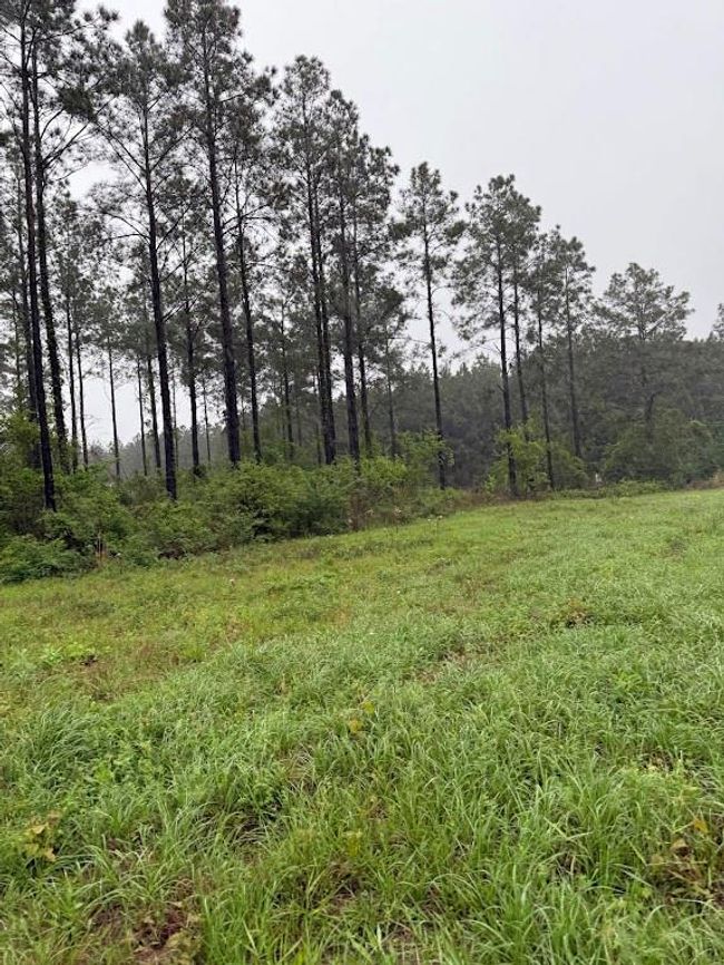 0 Richardson Rd E, Home with 0 bedrooms, 0 bathrooms and null parking in Livingston TX | Image 16