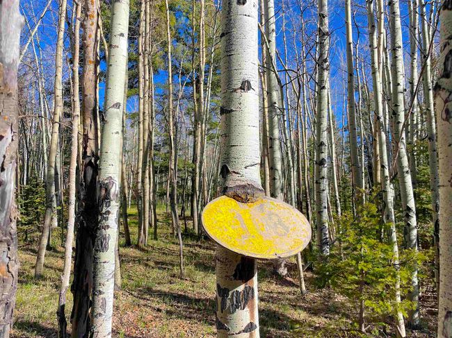 2 Acres Off Quail Ridge, Home with 0 bedrooms, 0 bathrooms and null parking in Angel Fire NM | Image 15