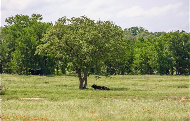 View of landscape featuring a rural view | Image 30