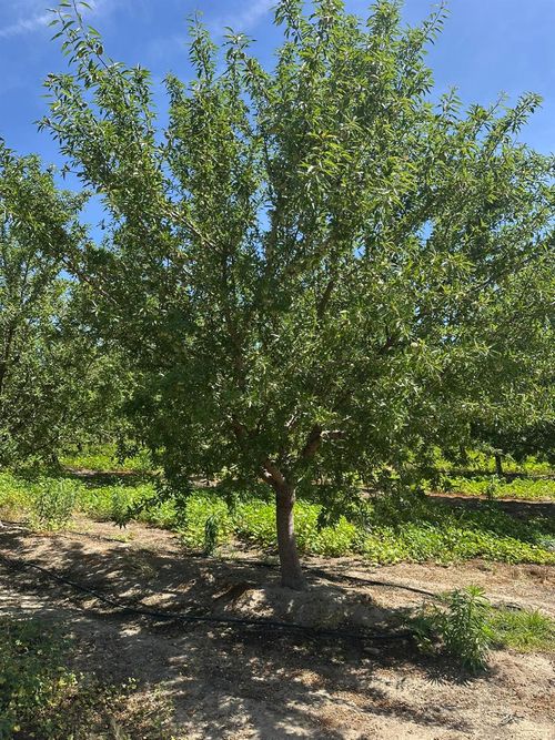 1 Rose Avenue, Selma, CA, 93662 | Card Image