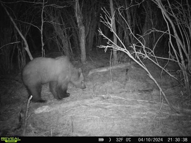 Bison | Image 61
