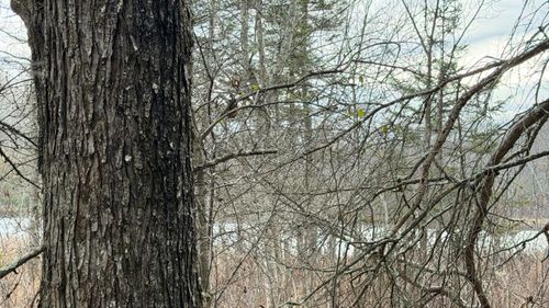 3 Boat Landing 11 Rd, Athelstane, WI, 54104 | Card Image