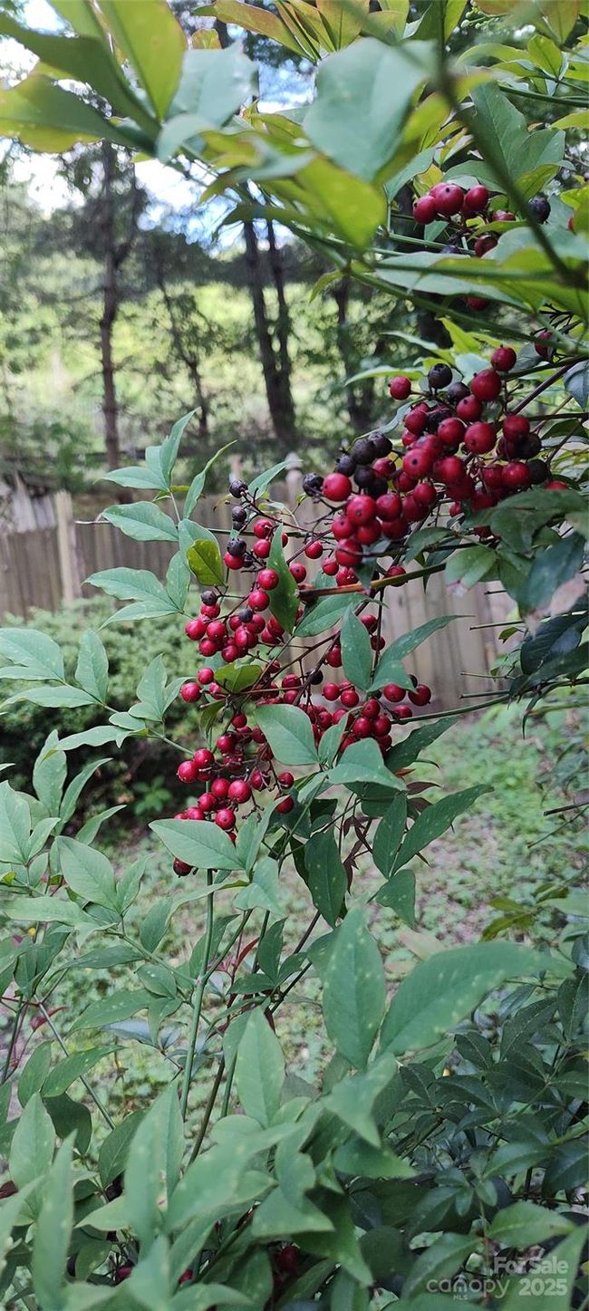 native plants | Image 42