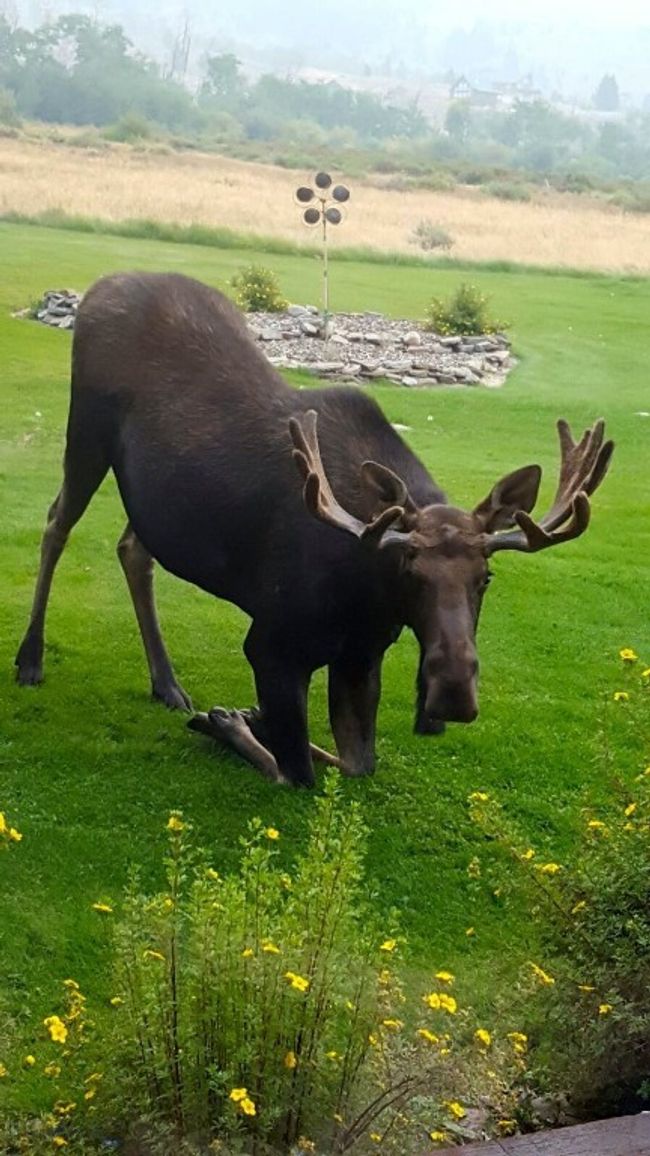 Moose visiting | Image 54