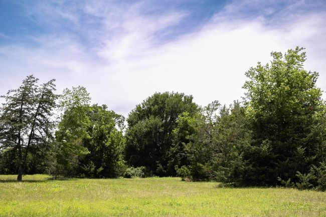 View of tree filled area | Image 9
