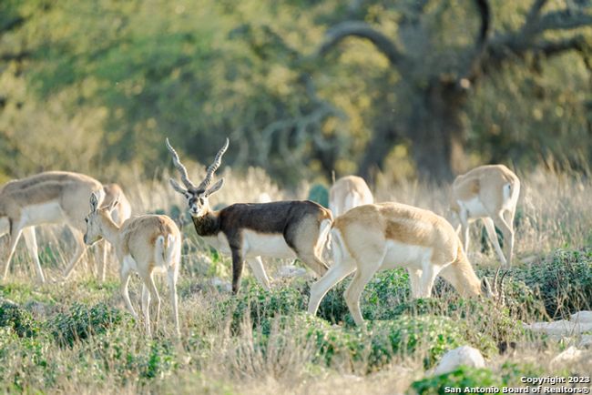 lot 84 Loma Vista Ranch #2, Home with 0 bedrooms, 0 bathrooms and null parking in Kerrville TX | Image 19