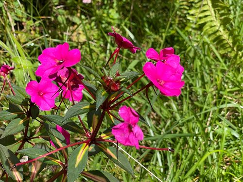 18-1993 Hapu Ln, VOLCANO, HI, 96785 | Card Image