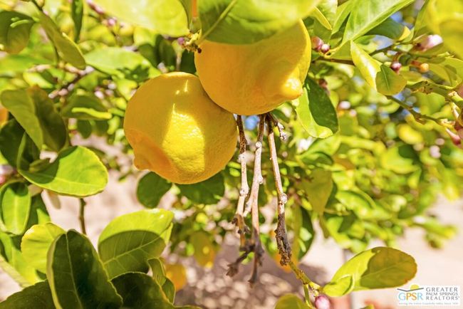 Fruit Trees | Image 64