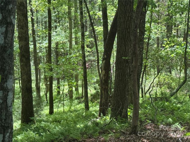 4 - 9999 Sassafras Ln, Home with 0 bedrooms, 0 bathrooms and null parking in Cedar Mountain NC | Image 34