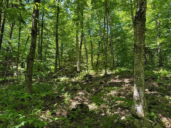 0 Spruce Grove Rd, Home with 0 bedrooms, 0 bathrooms and null parking in Wilmington VT | Image 9