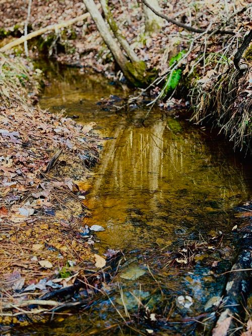 TBD (Lot 59) County Road 1060, Center, TX, 75935 | Card Image