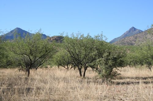 63-000 Bond Canyon Rd, Tumacacori, AZ, 85640 | Card Image