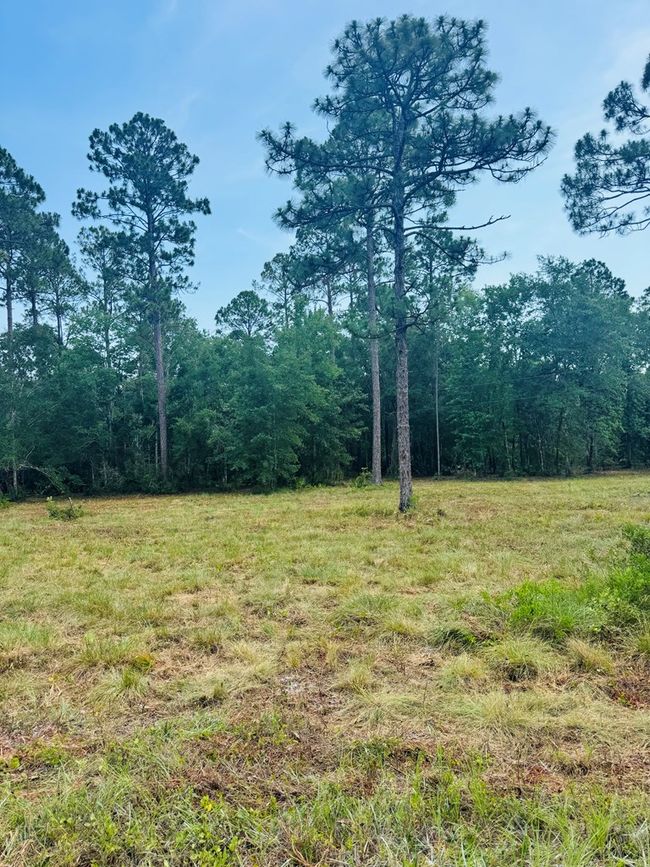 173 Skipper Rd, Home with 0 bedrooms, 0 bathrooms and null parking in Carrabelle FL | Image 7