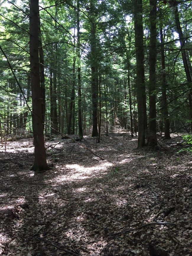 1 - 0 Old Ledge Road, Home with 0 bedrooms, 0 bathrooms and null parking in Westminster VT | Image 6