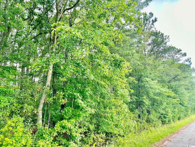 View of tree filled area | Image 24