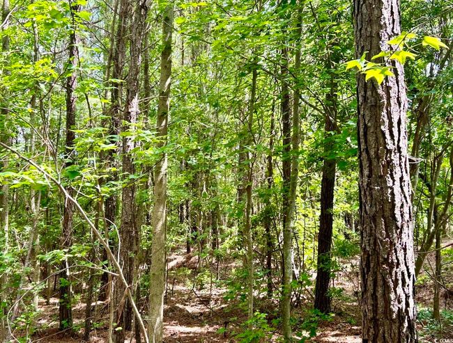 View of woods | Image 12