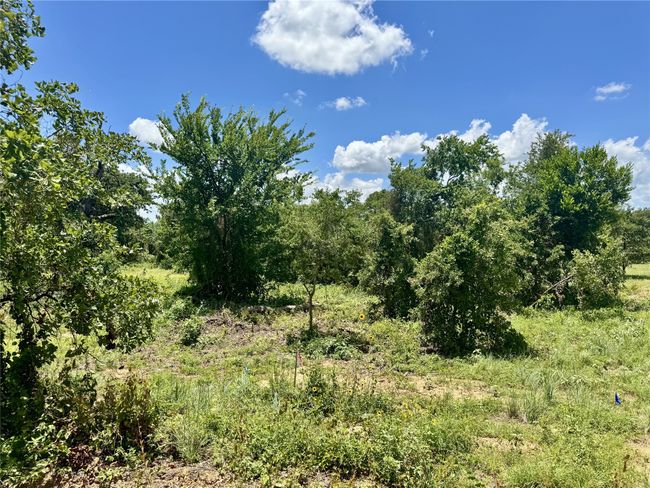 View of local wilderness | Image 5
