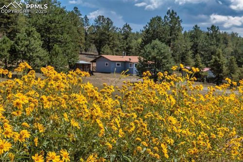 272 Spring Valley Trl, FLORISSANT, CO, 80816-9233 | Card Image