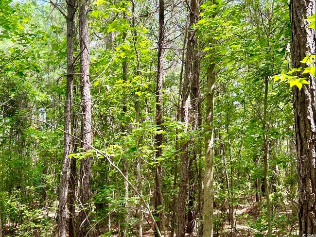 View of wooded area | Image 28