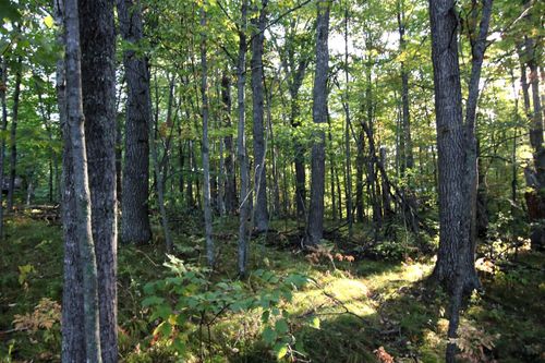 L24 B2 WB16 Scenic Overlook Drive, Breezy Point, MN, 56472 | Card Image